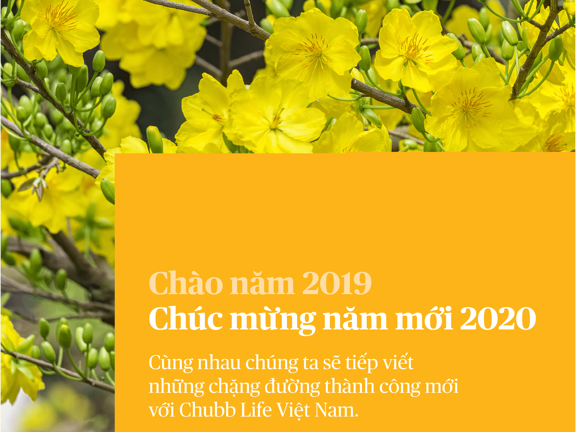 mot-nam-nhin-lai-chubb-life-2019-cover