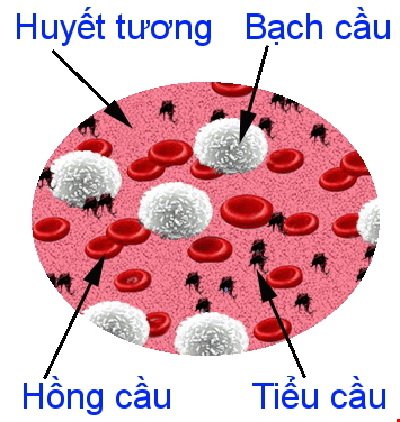 Mật độ tế bào hồng cầu, bạch cầu và tiểu cầu trong máu